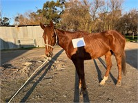 (VIC) TOFFEE - THOROUGHBRED MARE
