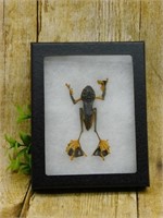 FLYING PARACHUTE FROG IN DISPLAY CASE