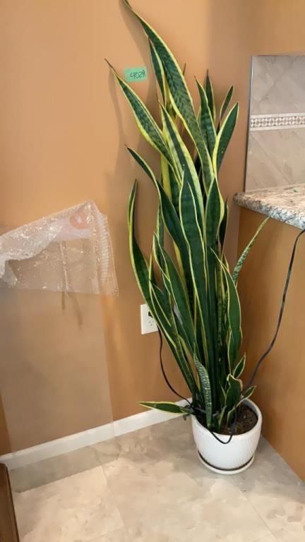 Snake Plant aprx 62”