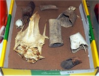 Prinitive Skeleton & Animal Bones Box Lot