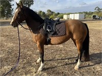 (SA) MERCI - QH X CLYDESDALE MARE