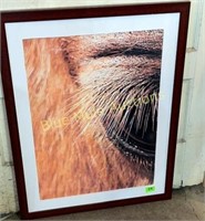 Framed horse eye/lashes-30x24