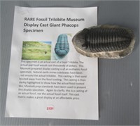 Fossil trilobite museum display cast giant