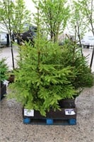 9 NORWAY SPRUCE - 5' TO 6'