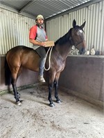 (VIC) CHARLIE - THOROUGHBRED MARE