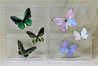 Acrylic Cased Butterfly Specimens.