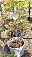 (5) Assorted Shrubs - including Bayberry, Little