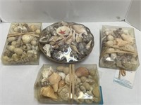 Large assortment of decorative seashells.