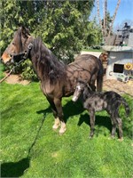 Hackney pony mare & week old blue roan stud colt