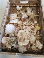 Large Lot Of Various Shells
