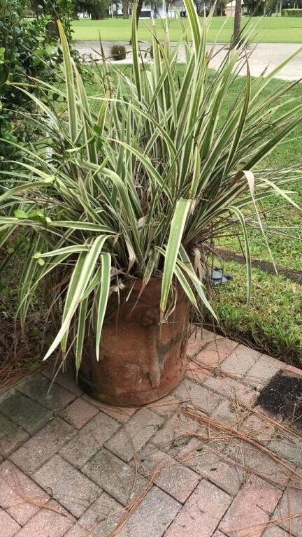 Large Terracotta Planter with Grasses