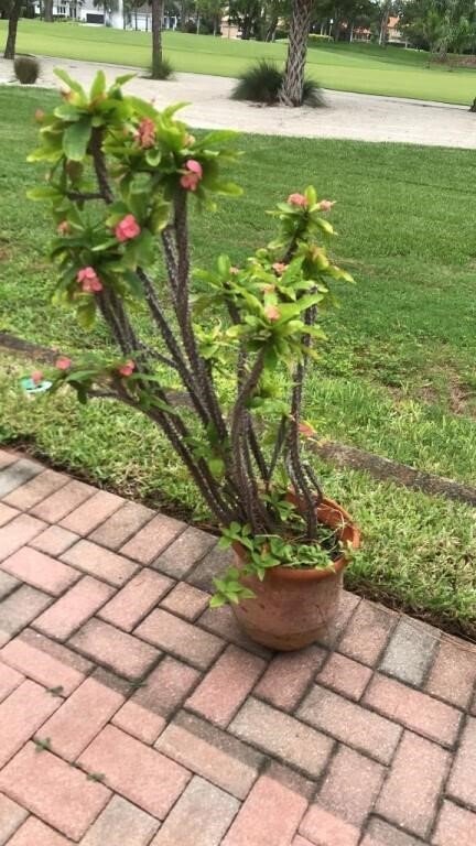 Crown of Thorns Live Plant in Terracotta Pot