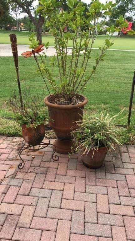 3 Terracotta Pots with Plants