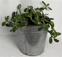 JADE PLANT SLIPS. WELL ROOTED