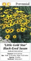 10 Little Gold Star Black Eye Susan Plants