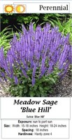 6 Blue Hill Salvia Sage Plants