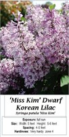 3 Fragrant Dwarf Pink Miss Kim Lilac Plants