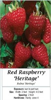 6 Everbearing Heritage Red Raspberry Plants