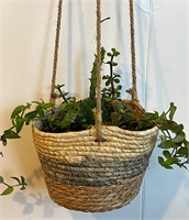 Live Succulents in hanging basket planter