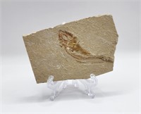 Fish Fossil from Lebanon