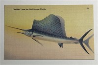 Vintage PPC Postcard Sailfish From The Gulf!