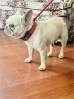 Male-French Bulldog-Intact, 8 months, cream