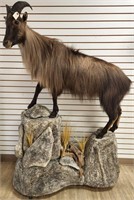 Tahr Full Body Mount on Decorated Base