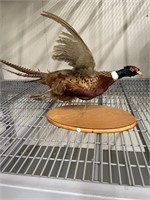 Taxidermy Ring Neck Pheasant