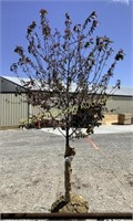 Prairifire Crabapple Tree