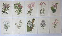 Vintage Wild Flowers of America Prints