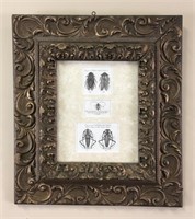 Insect Engraving Mounted in an Antique Frame