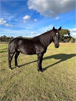 (VIC) LILLY - FRIESIAN X SH MARE