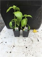 2 Basil Plants