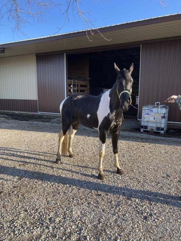 Tucker - 4 YO Black & White Spotted Gelding