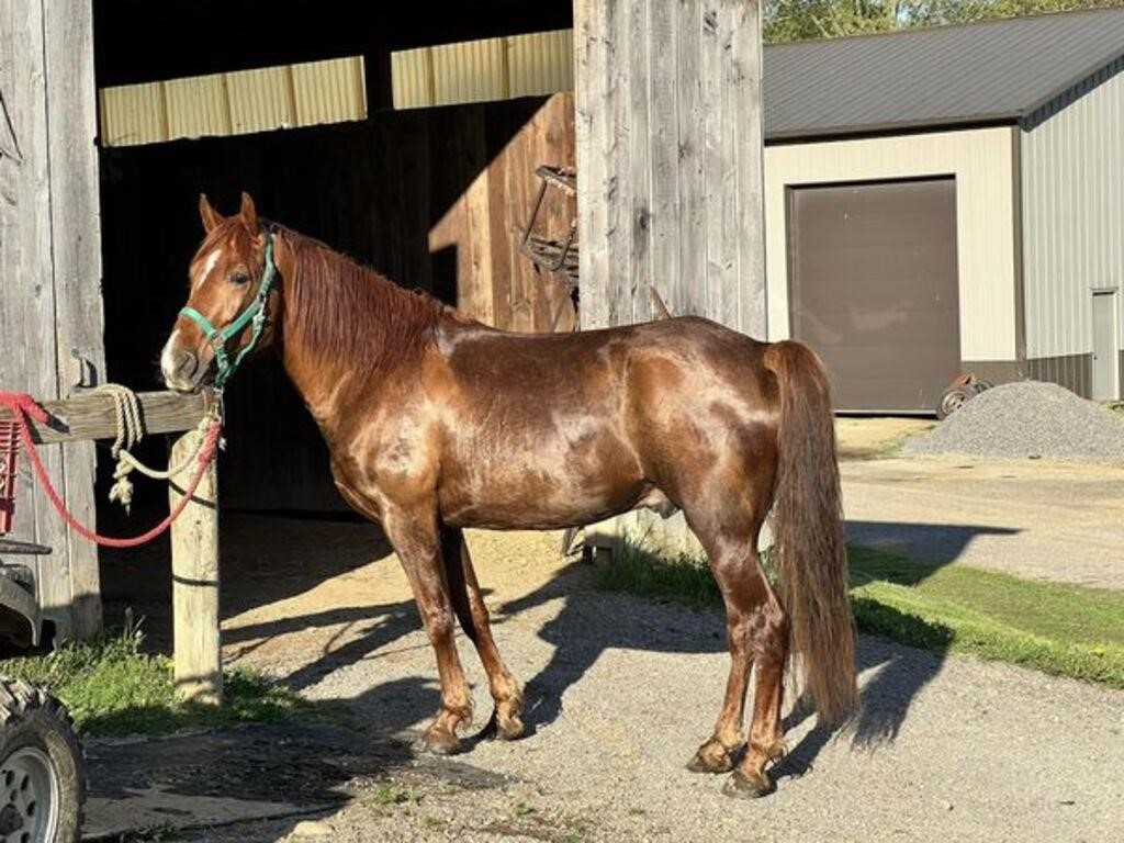 Ace - 7 YO Chestnut TWH Gelding