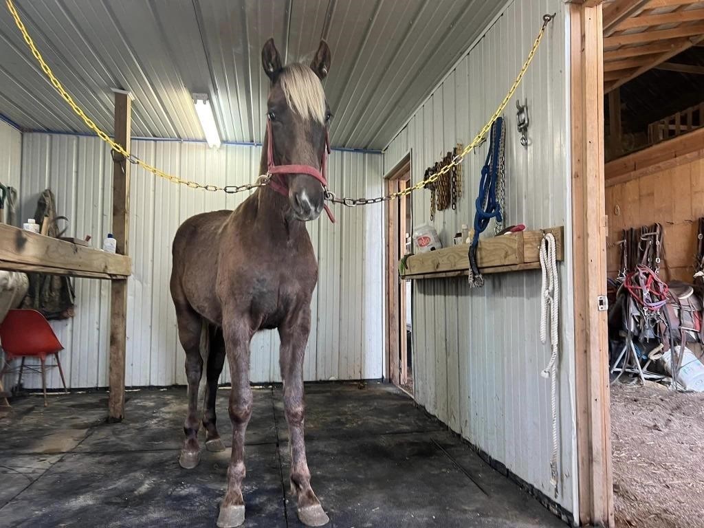 Curly Joe - Flaxen Chestnut Yearling Stud Colt