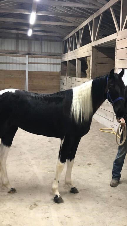 Arrow - Gorgeous 2 YO Black & White Spotted Mare