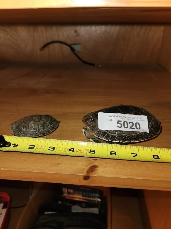 2 Turtle Shells