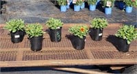 6 Yellow Red Ring Blanket Flower Plants