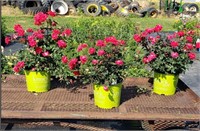 3 Knockout Double Red Rose Plants