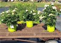 3 Knockout Sunny Yellow Rose Plants
