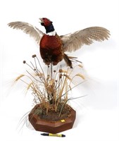 Full pheasant trophy mount