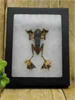 FLYING PARACHUTE FROG IN DISPLAY CASE