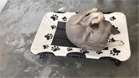 Fold up dog bed