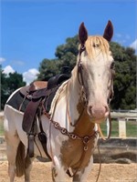 (VIC): ALAMEDA STORM - Paint Gelding