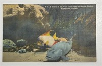 Vintage PPC Postcard Grouper & Queen Angel Fish!