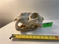 African Lion Skull