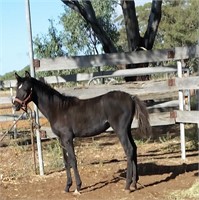 (VIC) DEE DEE - ARABIAN FILLY