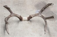 8 POINT ANTLER RACK 20 IN SPREAD