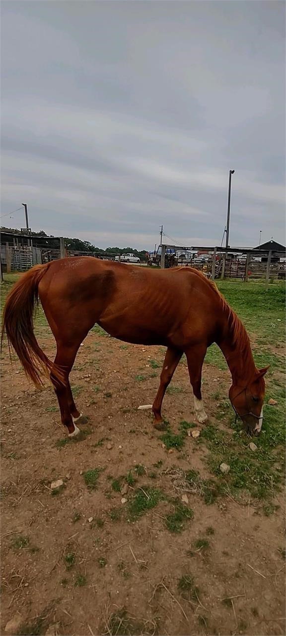 American Made Livestock Market RIDING HORSE SPECIAL